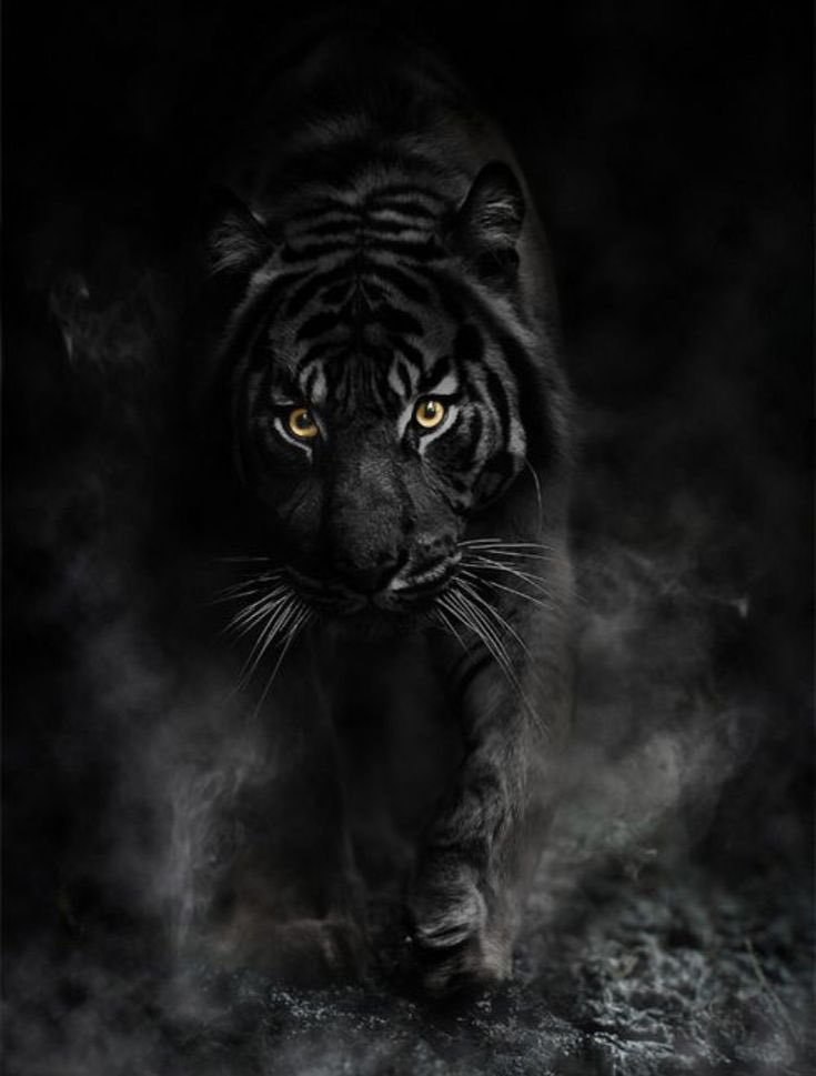 Assistant Softball Coach, UNT (@coachjaygwyn) on Twitter photo 