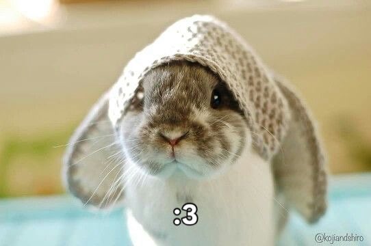 Bunnies (@bunnies) on Twitter photo 