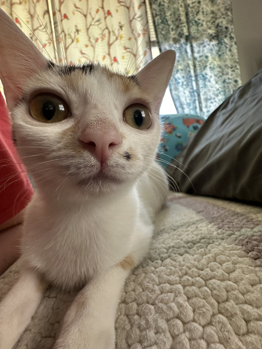 Kiwi & Goose tweet media