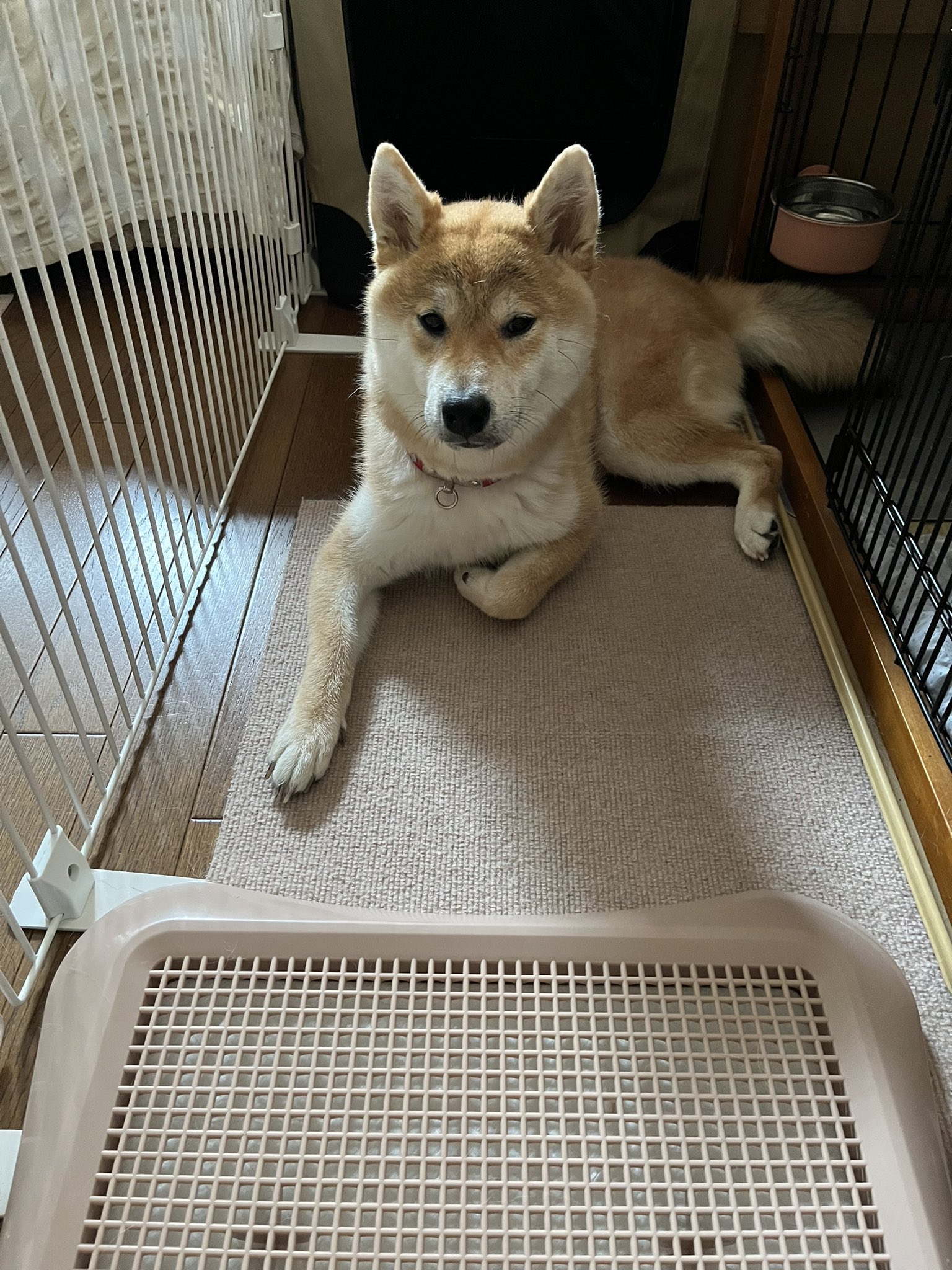 しばけん 柴犬こめ0歳 (@shibainukome) / X