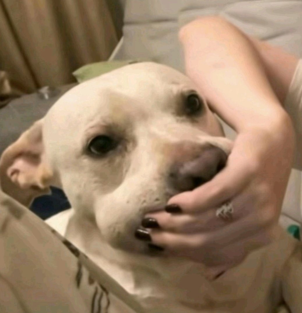 sunsetgracey's tweet image. minha mãe falando q não faz sentido quem esconde a gravidez pq o bebê vai ter q sair mesmo e eu assim 👇🏼 pra não fazer uma piadoca com a abrt*