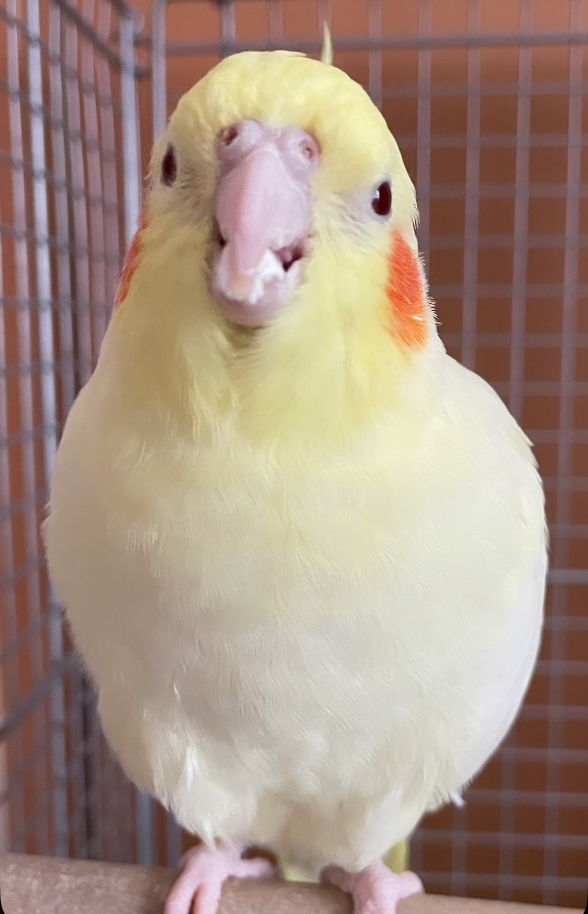いんこらぶ(あ~ちゃん)🐥🫶💕︎︎ on X: 