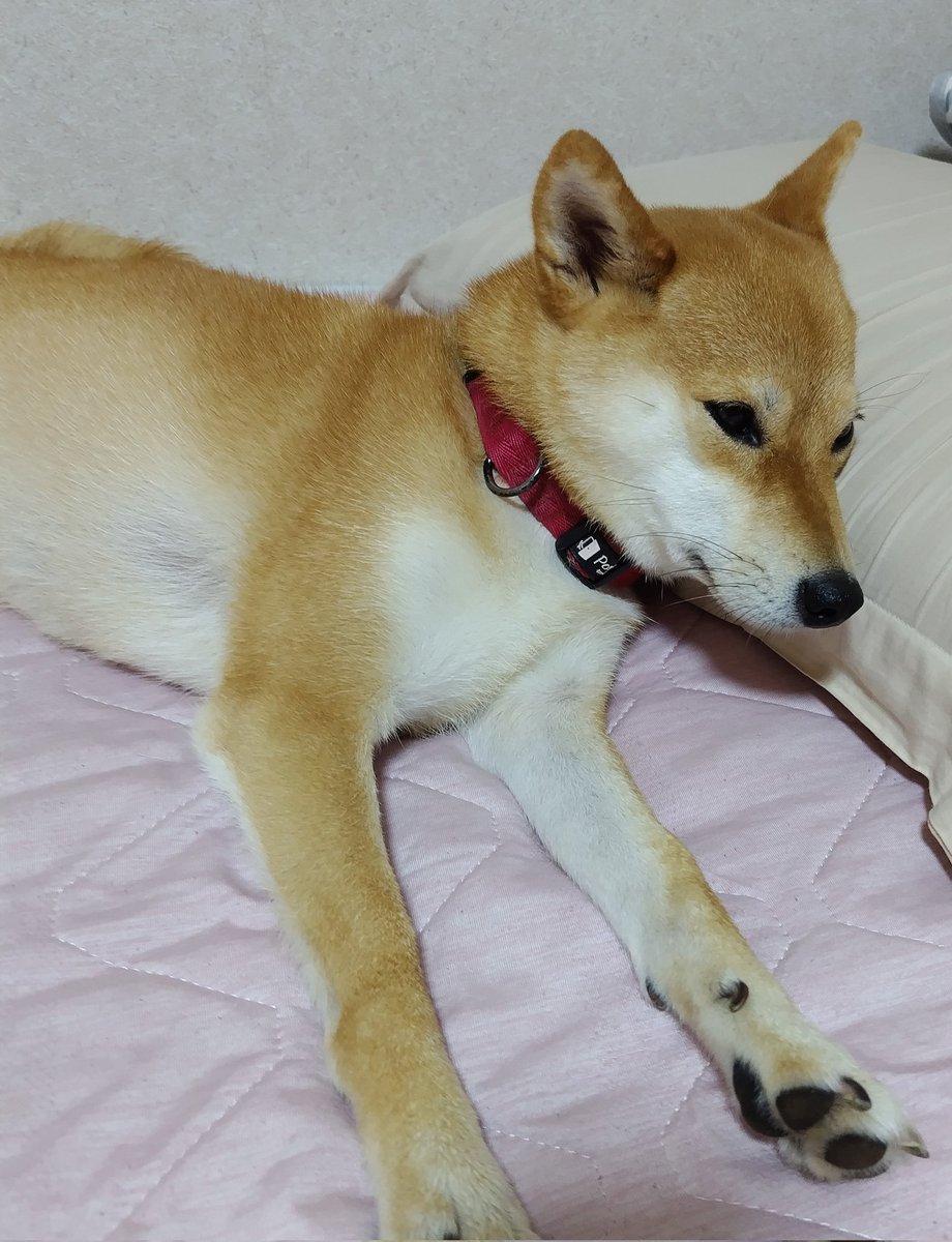 寝る場所を奪い取ってやりました😏