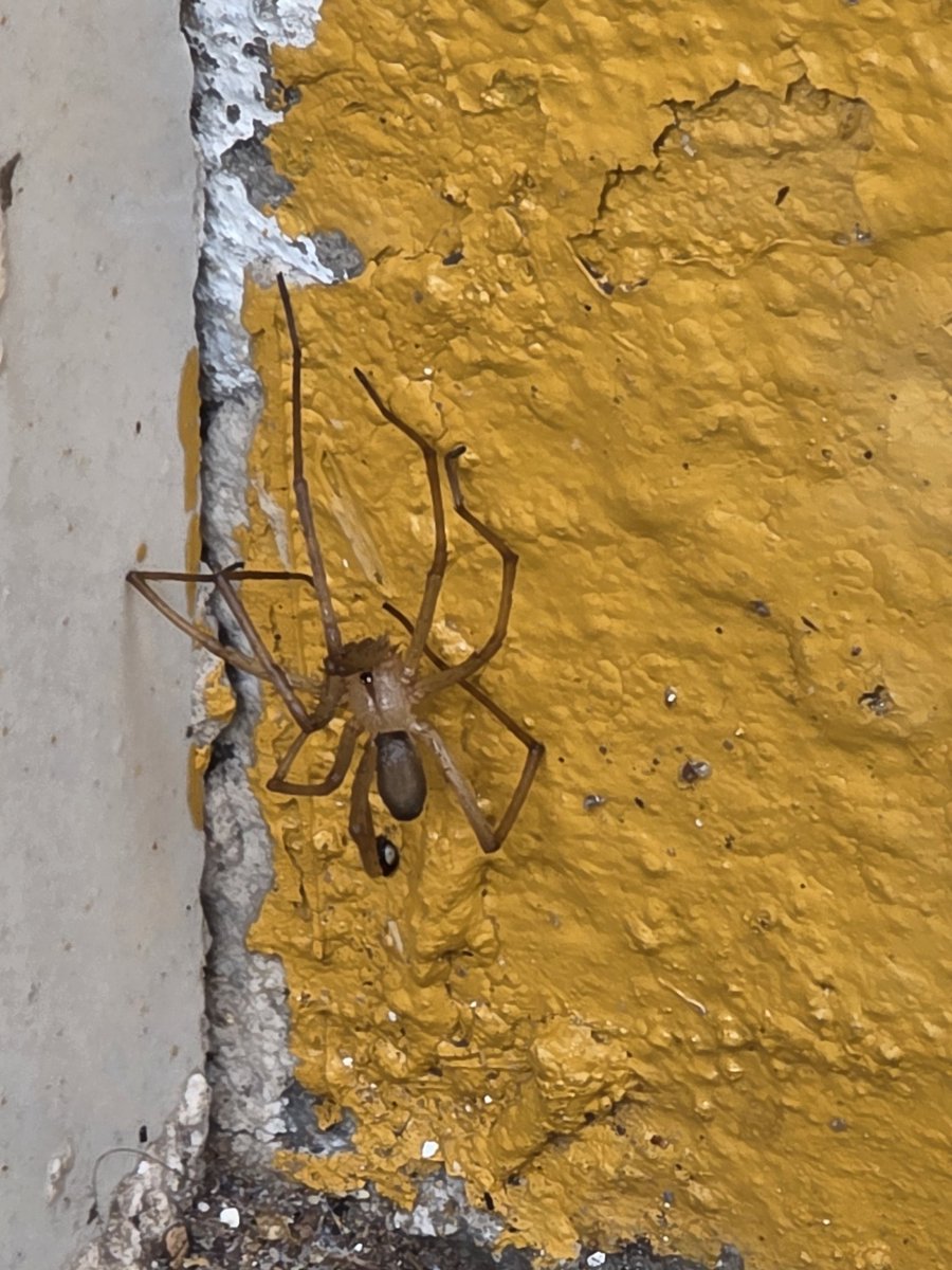 daniel_ortega7's tweet photo. Buenas tardes, @Arachno_Cosas. Me salió esta amiga en Durango, Dgo. ¿Es de importancia médica? #IM https://t.co/Jx1B2ld2nv