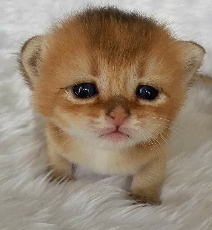 smol silly cat (@catsillyness) on Twitter photo 