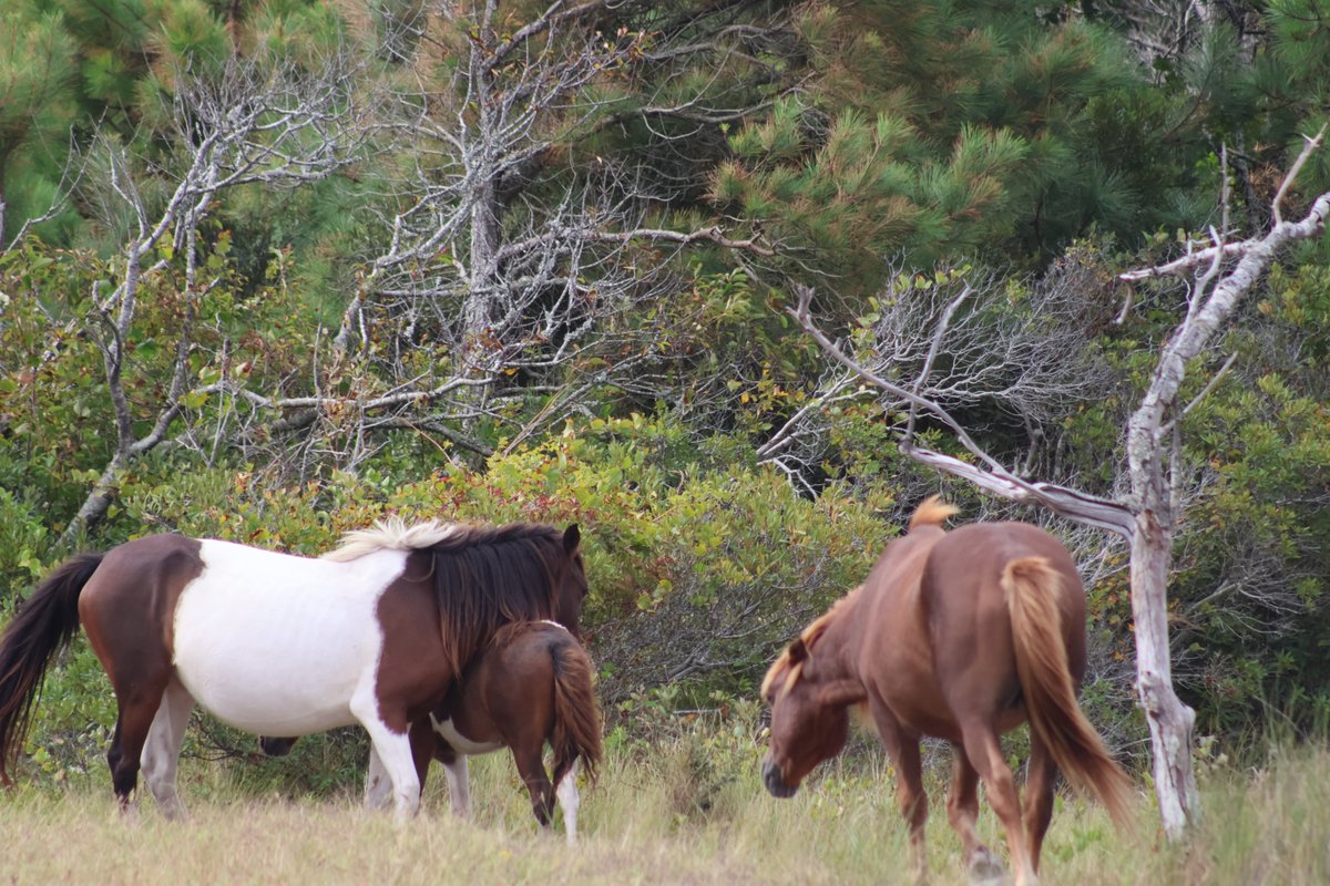 Sweet Rose Photography (@gearhart4) on Twitter photo 