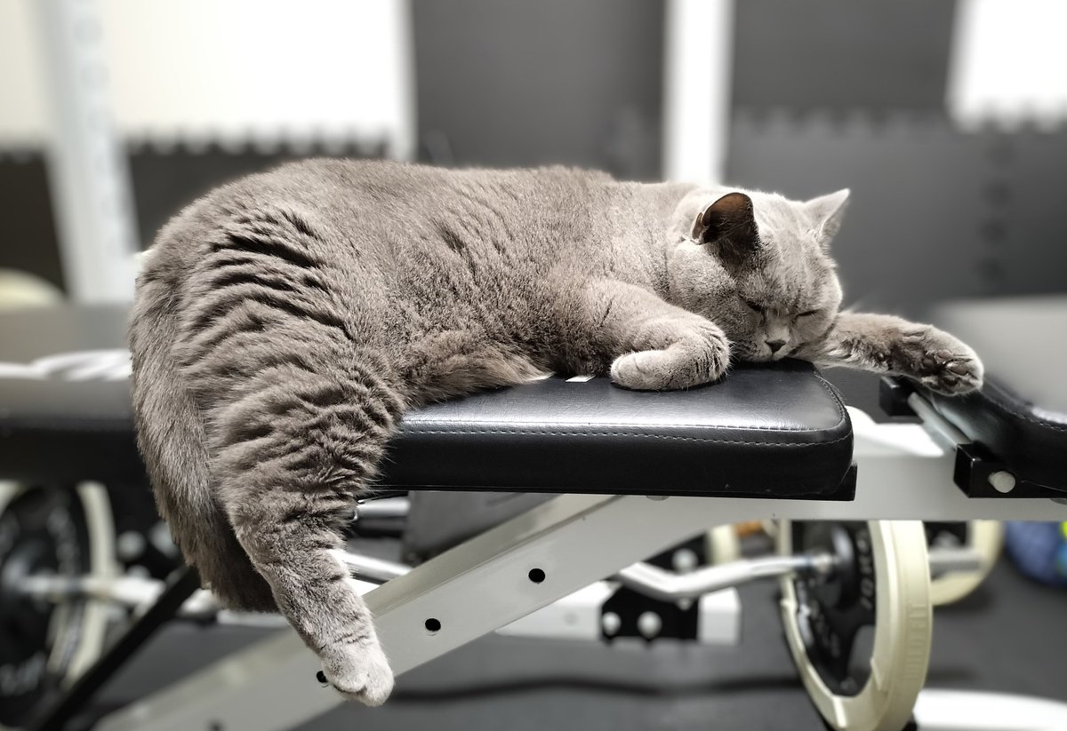 幅が狭くて片足が乗り切れなかった猫さん。
#猫 #ブリティッシュショートヘア