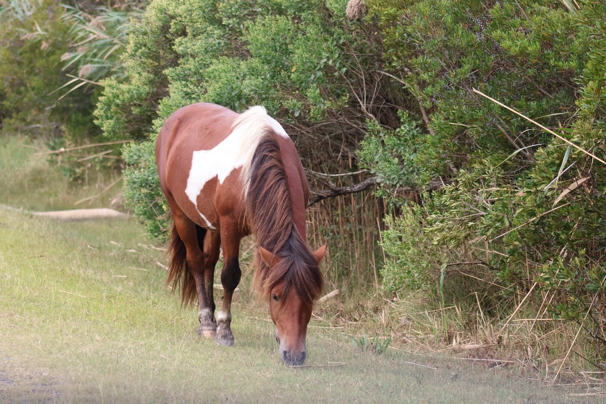 Sweet Rose Photography (@gearhart4) on Twitter photo 