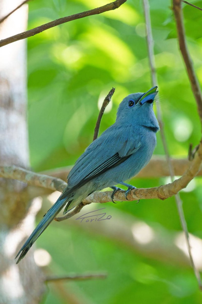 toraorat's tweet photo. 会いたかったアオサンコウチョウ！
#palawanbirding2025 https://t.co/PvhSOnke7E