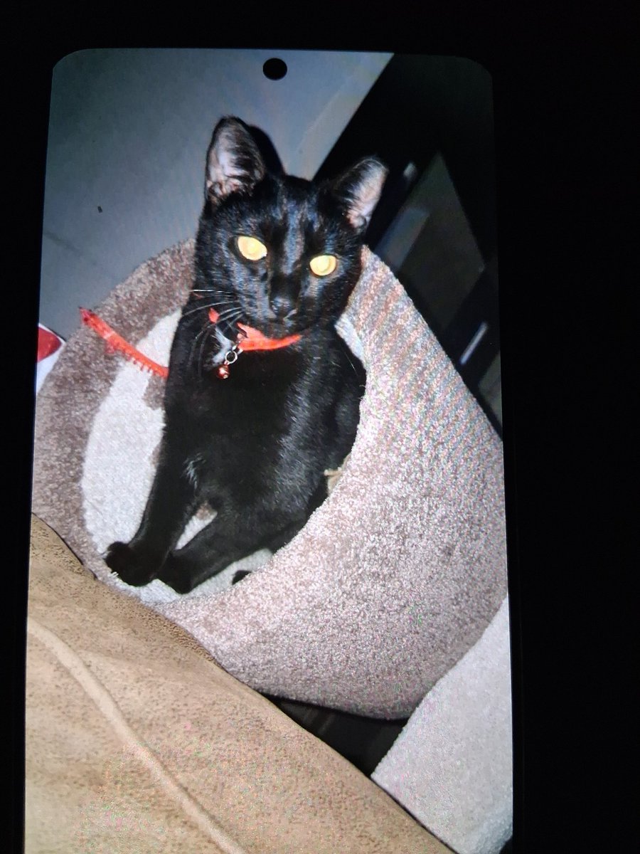 GCryptog777's tweet photo. GBr94NN6183WrpvPmqm3EMu4Hf6DbtgjG1HUaAEVvkCq

GBr94NN6183WrpvPmqm3EMu4Hf6DbtgjG1HUaAEVvkCq
Black cat rip
Kit https://t.co/ojaiH6EGj7