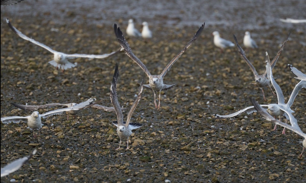 Gull-tired 🤣 4 hours looking at pics from the last few evenings. Looking like 2-4 Casps plus 3-5 YLGs on Axe estuary Monday evening but I need to put it down now.