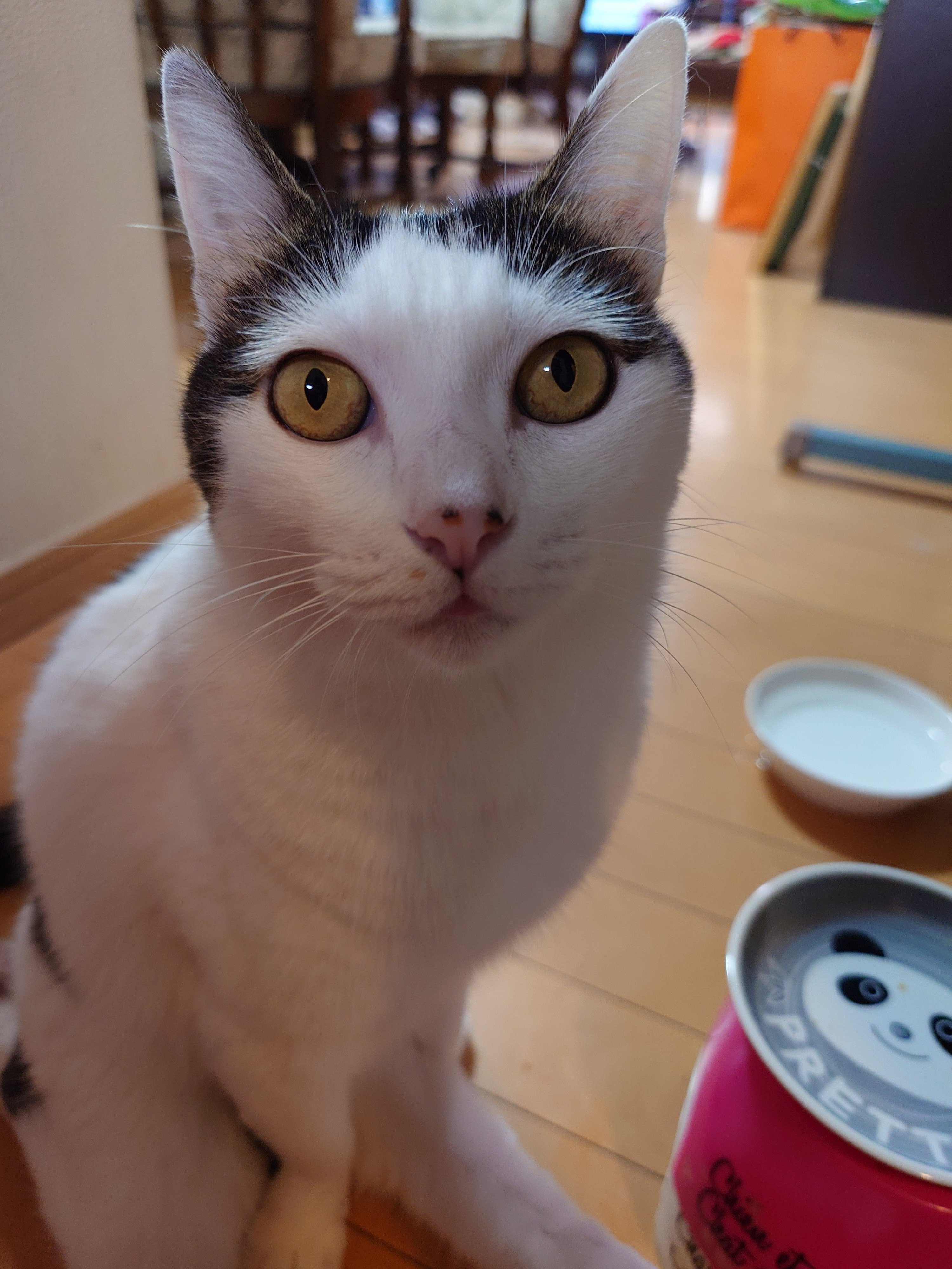 めだかの喜ぶ猫さま(=^・^=)『す』 予約】坂本千明『ねこのうた』2026年カレンダー | erimaki