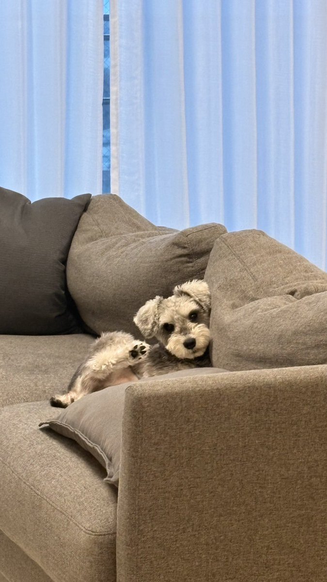 遠くからでも撫で撫でを待ってる🐶💖