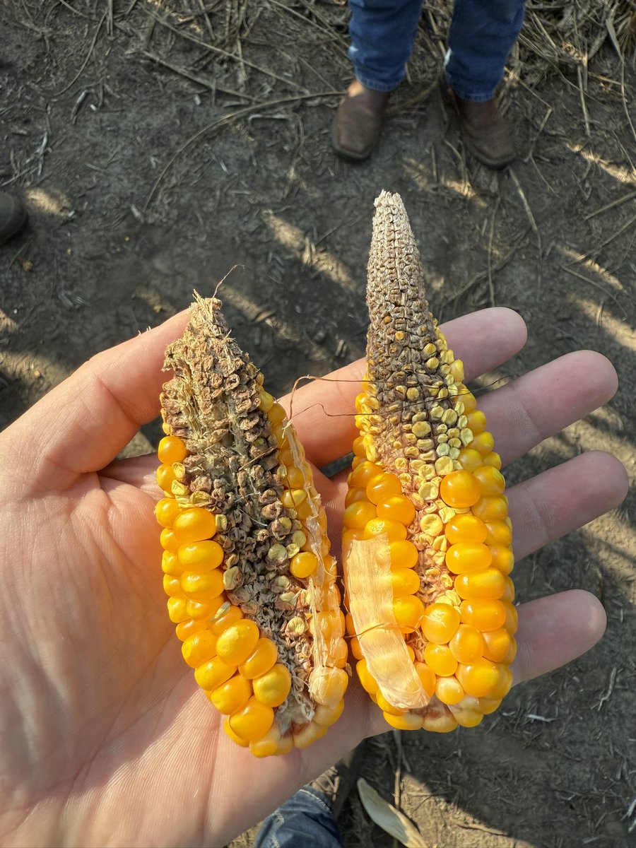 Dan Quinn (@purduecorn) on Twitter photo Just in case you ever wanted to see what corn ears look like with 100% leaf removal at R1. Images from our short corn leaf defoliation trial. Also highlights what the stalk and husk alone can contribute. 
<a href="/PurdueAgronomy/">Purdue Agronomy</a> <a href="/PurdueAg/">Purdue Agriculture</a> <a href="/PurdueExtension/">Purdue Extension</a> Just in case you ever wanted to see what corn ears look like with 100% leaf removal at R1. Images from our short corn leaf defoliation trial. Also highlights what the stalk and husk alone can contribute. 
<a href="/PurdueAgronomy/">Purdue Agronomy</a> <a href="/PurdueAg/">Purdue Agriculture</a> <a href="/PurdueExtension/">Purdue Extension</a>
