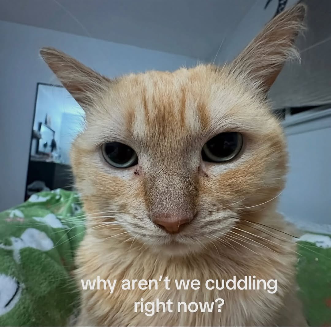 More Cats (@evenmorecats) on Twitter photo 