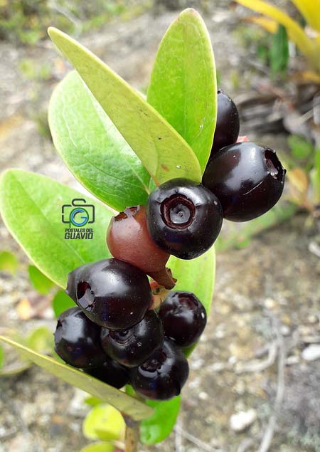Esta es la uva de monte, también llamada uva silvestre o uva camarona. Esta pequeña joya, que crece en nuestra tierra, tiene un sabor sorprendente y dulce
Es una delicia que nos recuerda la riqueza de los sabores silvestres de nuestro campo. ¿La has probado alguna vez?