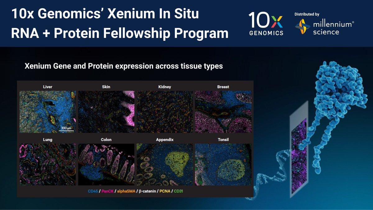 mscienceaustnz's tweet image. @10xGenomics  APAC Xenium Fellowship
3 winners: free v1 RNA panel of choice + cell segmentation (4 markers) + up to 23 protein markers.
All eligible applicants get 25% off their first assay.

📅 Submit abstract by 10 Oct 2025

👉 10xgen.com/1PO

#SpatialBiology #Xenium