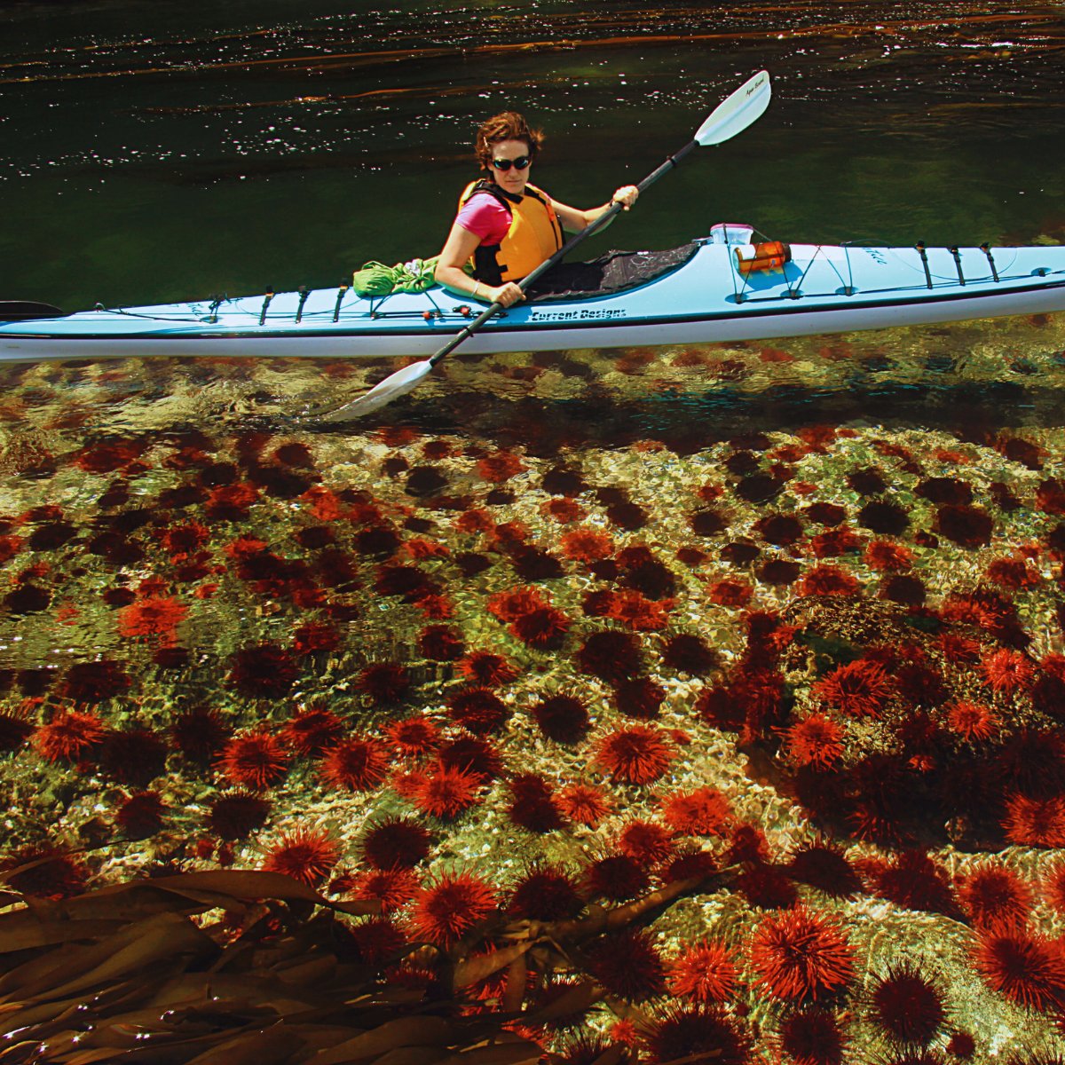 SonoraResort's tweet photo. 🛶 Paddle into the wild.

Kayaking at Sonora Resort = calm waters, incredible wildlife, and a front-row seat to the Discovery Islands. 🌊🦅 #SonoraResort #OceanKayaking #ExploreBC #RelaisChateaux https://t.co/p7TgtuOULO