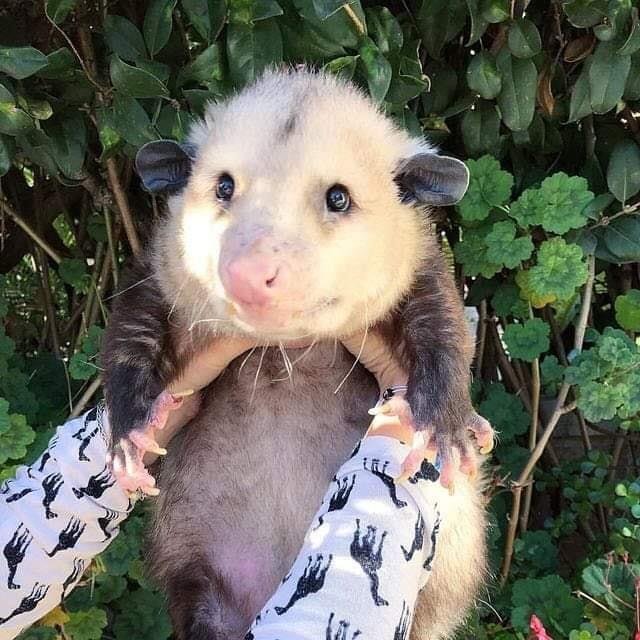 Possumeveryhour.io (@possumeveryhour) on Twitter photo 