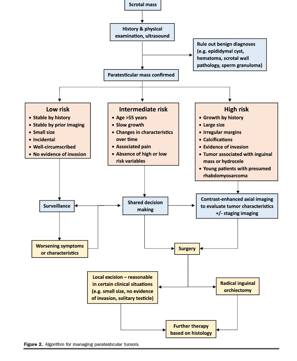 ❓How should Urologists manage rare paratesticular tumors?

Our new <a href="/urogoldjournal/">Urology Gold Journal</a> publication presents the first systematic review (479 cases, 1980–2024) and proposes a risk-based management algorithm to guide clinical decision-making. <a href="/LLU_Urology/">LomaLindaUrology</a> 

➡️ authors.elsevier.com/c/1ln3UKZx3jn~R