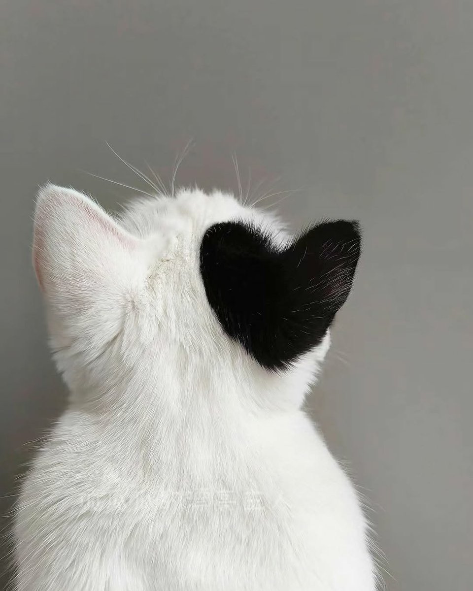 The Cats 𝕏 tweet media
