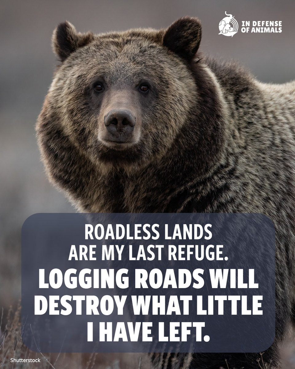 IDAUSA's tweet photo. “Roadless Lands Are My Last Refuge.”
Grizzlies, wolves, & lynx are about to lose everything if the Roadless Rule is overturned.
Act now to stop this destruction: https://t.co/MaYHrlCti3
Pls RT & support https://t.co/8sCxkx5PON
#KeepItRoadless #ProtectWildlife #InDefenseOfAnimals https://t.co/3mCksGva1J