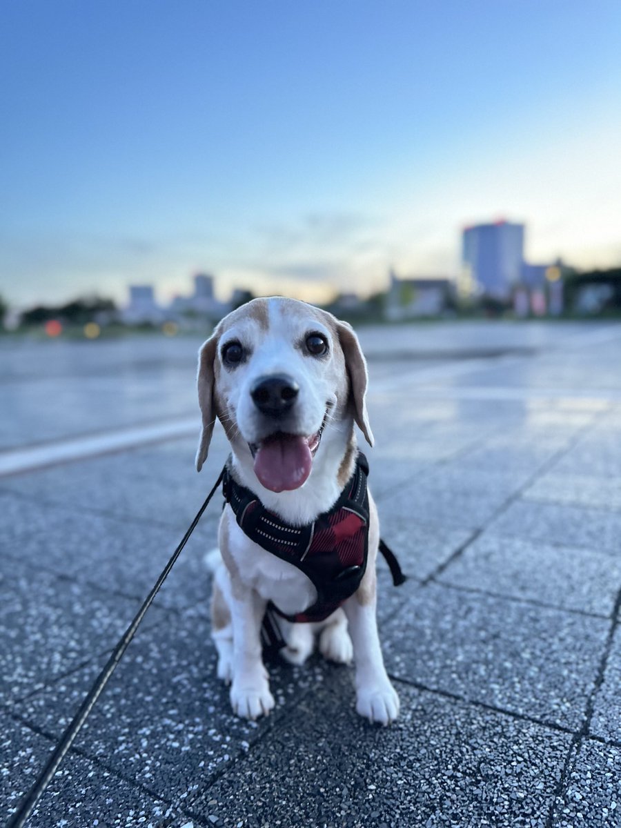 𝐆𝐨𝐨𝐝  𝐦𝐨𝐫𝐧𝐢𝐧𝐠 ⸒⸒🐶－🌟⋆꙳
#ビーグル
#ビーグル小太郎
#beagle