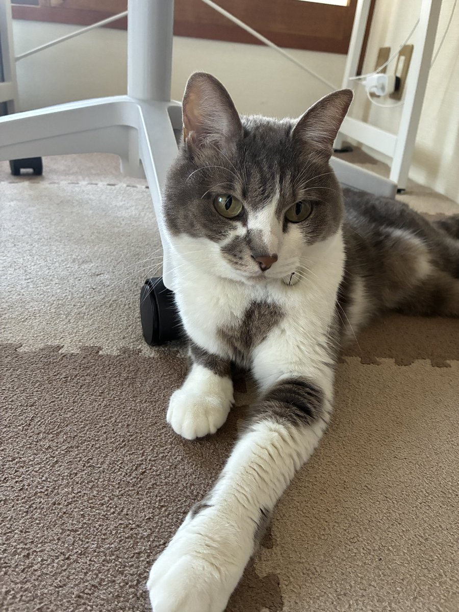 lavandula0908's tweet photo. 今、このイス動かすのはやめときます😅
#猫好きさんと繫がりたい 
#保護猫と暮らす 
#猫のいる生活 https://t.co/L1I3OYMsnJ