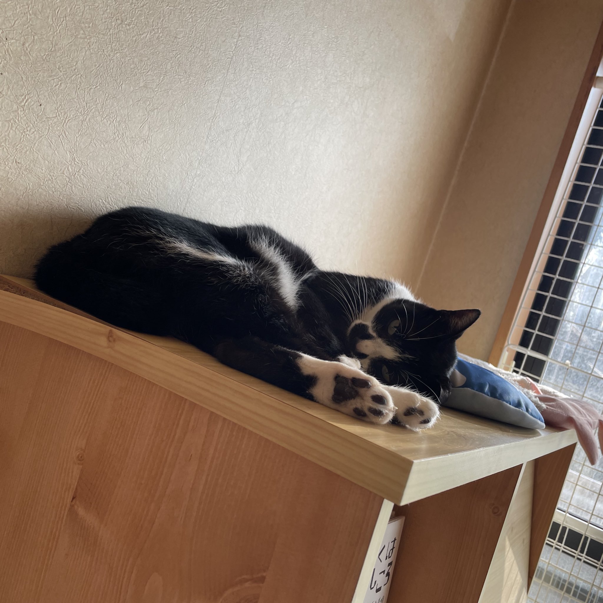 ぶちゃいくねこ様 8 件の「ぶさかわ猫」のアイデアを今すぐ保存 | エキゾチック 猫