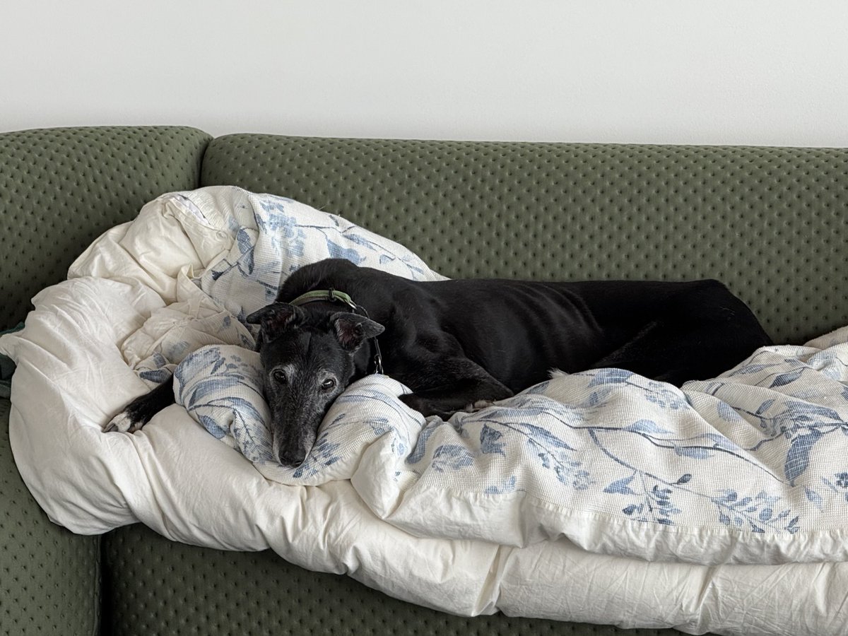 Dorian Grey(hound) (@oz_ocean) on Twitter photo 