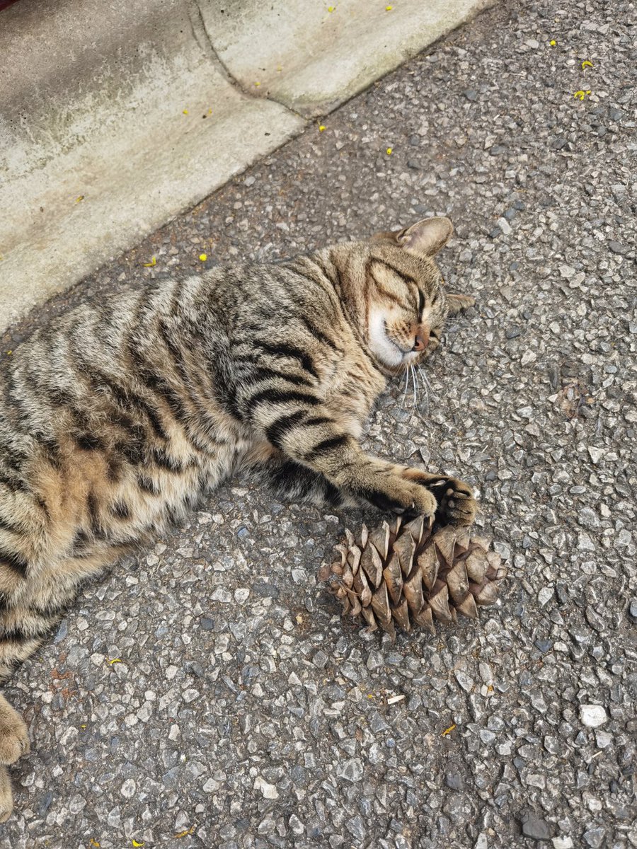 誰の可愛い子猫ちゃんですか？🐱