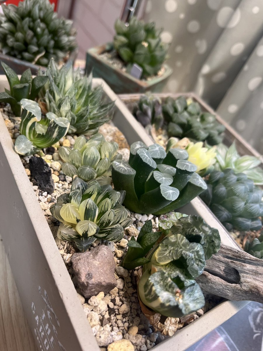 おはようございます🎶✨

窓辺のハオルチア〜