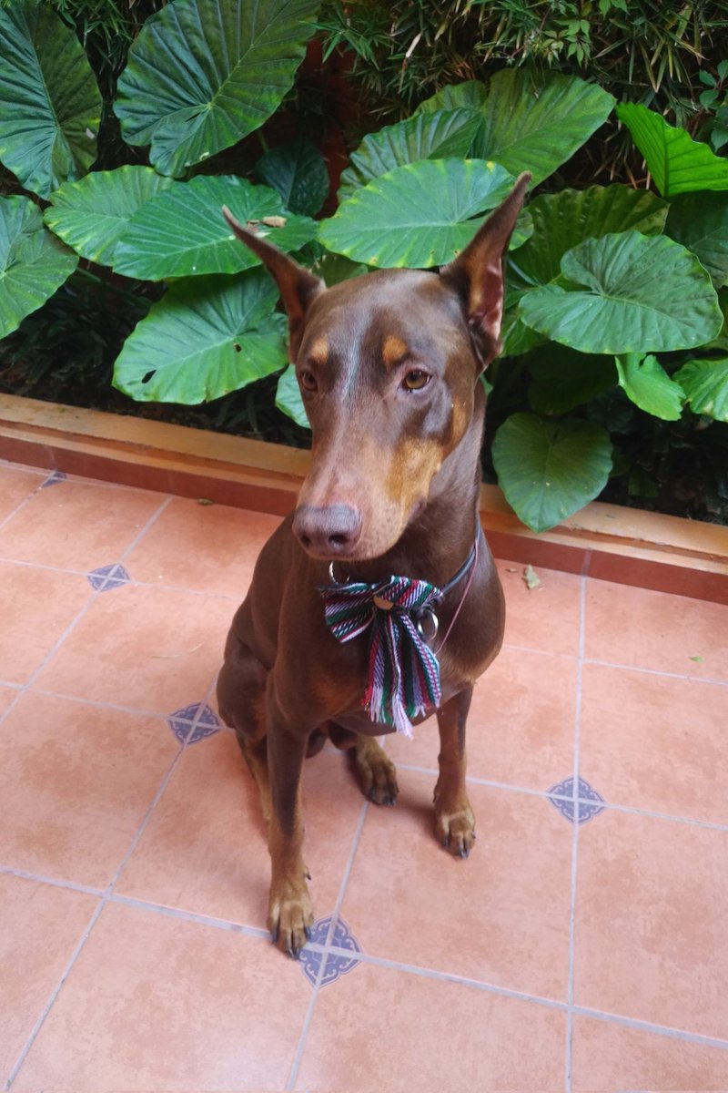 J. Olaf Hdz Sánchez tweet media