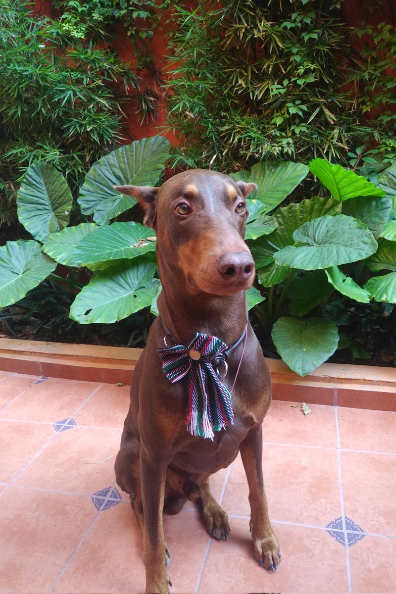 J. Olaf Hdz Sánchez tweet media