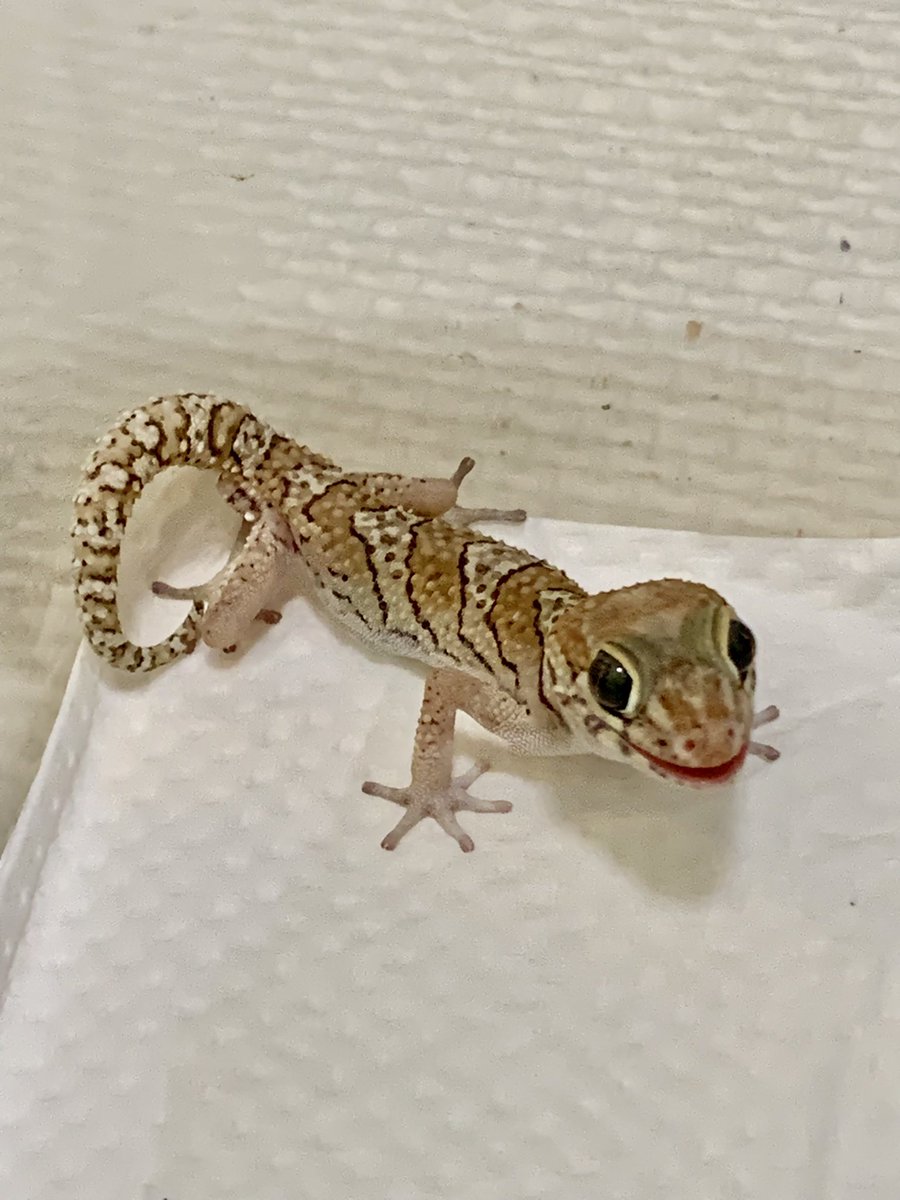 おはようございます☀️
「ごはんを待ってるよ」ソメワケササクレベビーがかわいい(´ω｀*)食べた後の満足な顔もかわいい🥰
 #爬虫類好きさんと繋がりたい 
 #かわいい