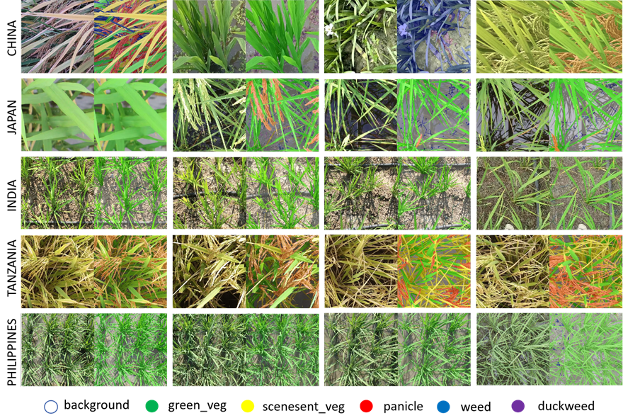 【研究成果】水田のイネと雑草を識別するAI基盤データ「RiceSEG」公開――スマート農業と育種を加速する国際共同研究――
a.u-tokyo.ac.jp/topics/topics_…
#東京大学 #農学部 #水田 #イネ #スマート農業 #RiceSEG　#生態調和農学機構