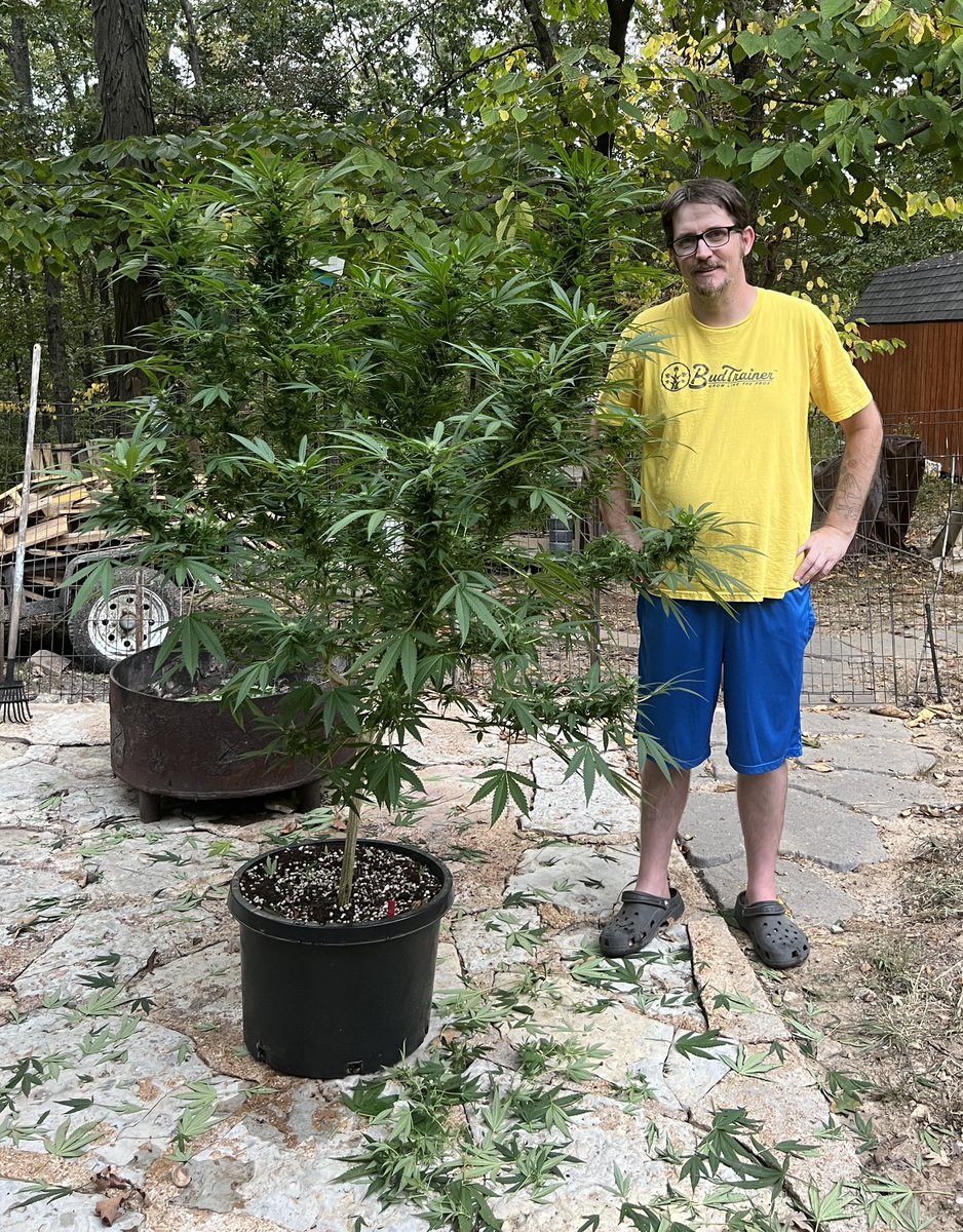 ThatHydroCouple's tweet photo. MK Ultra 🌱 grown in a 10-gal pot with BuildASoil 3.0 @BuildASoil Outdoor living soil vibes, pruned up & stacking heavy 👀🔥
#MKUltra #BuildASoil #CannabisCommunity https://t.co/t3Csdb0mBb