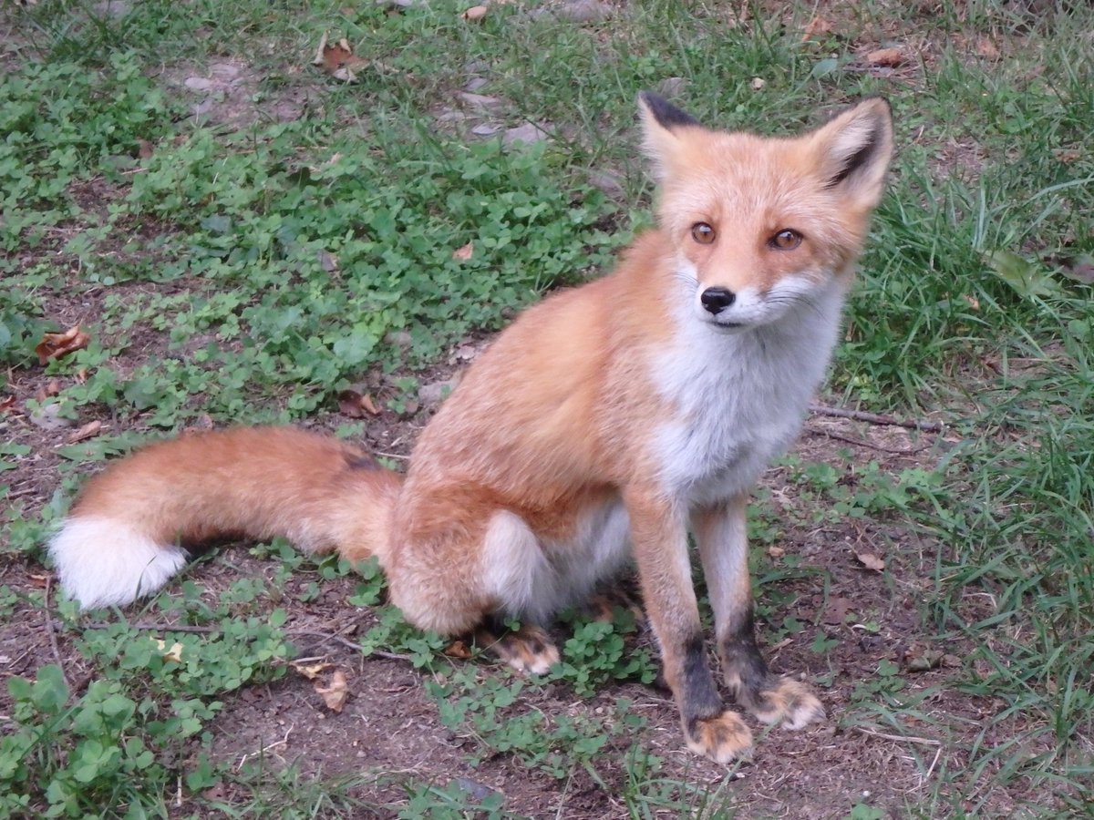 🐕кarlunкo🦊 on X: 