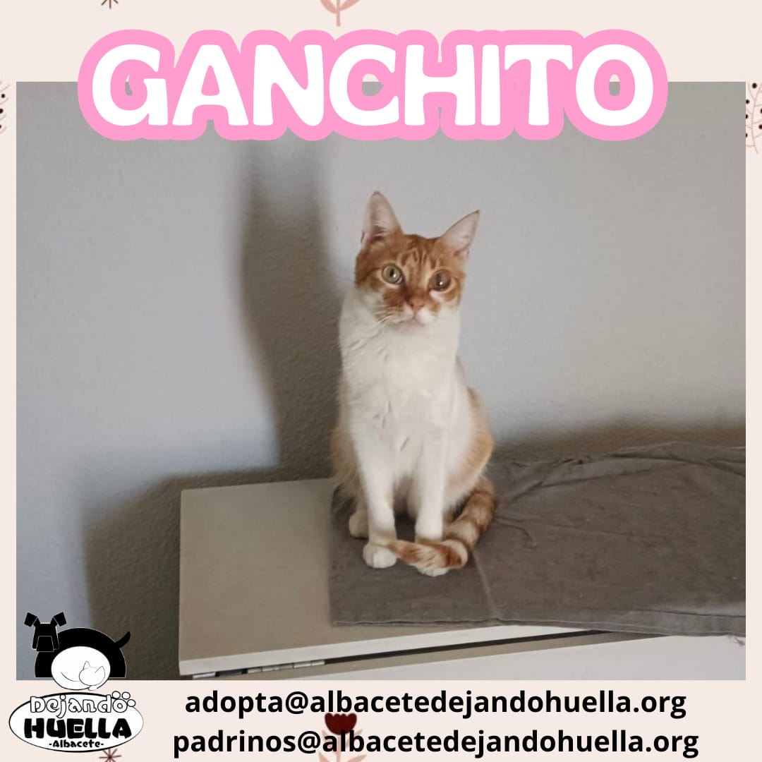 Ganchito, el pelirrojo con más estilo ✨😺

Nuestro Ganchito siempre consigue robarse todas las miradas: con su porte elegante, su pelaje naranja brillante y esa carita tan expresiva, es imposible no enamorarse🧡
adopta@albacetedejandohuella.org
padrinos@albacetedejandohuella.org