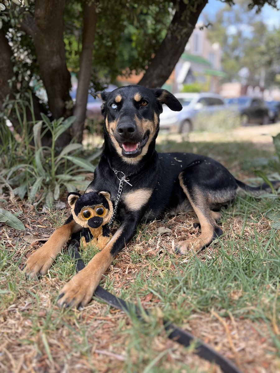 Gala lleva más de un año esperando… viendo cómo otros perritos encuentran familia mientras ella sigue con la ilusión intacta. 💔
Es noble, amorosa y solo necesita que alguien le dé la oportunidad de demostrar lo increíble que es.

¿La ayudas a que por fin tenga el hogar que
