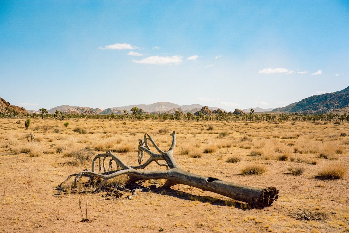 KyleViker's tweet photo. Scenes in Joshua Tree on medium format film🎞️🏜️ https://t.co/MW3uCkN548