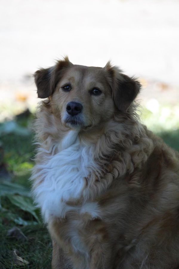 mike_marable's tweet image. It was two years ago today that Carson joined our family. I’m sure Lucy sent her to us. 
#gotchaday