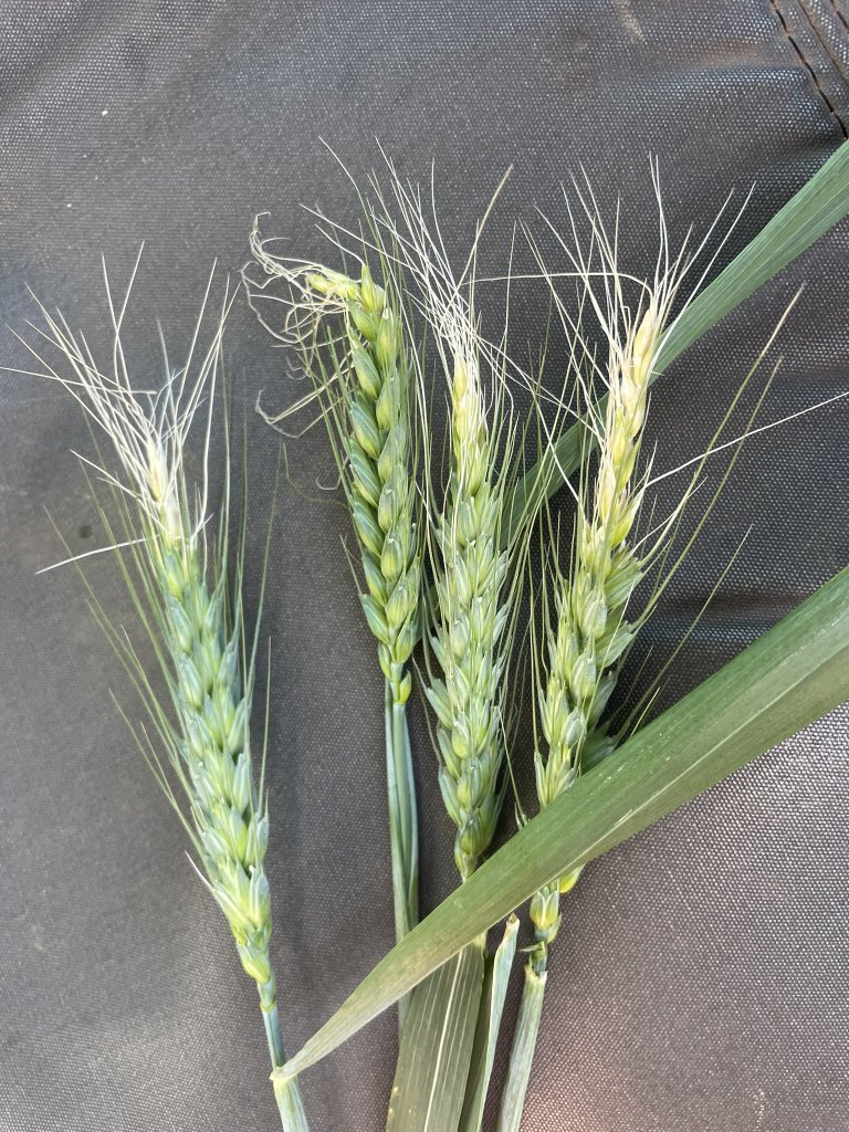 Hot and dry conditions are making their mark in the central west with very light frosts causing damage with dry + mild frost being a 1+1=3 event. Rain last week was greatly appreciated and hopefully we’ll see these heads compensate!