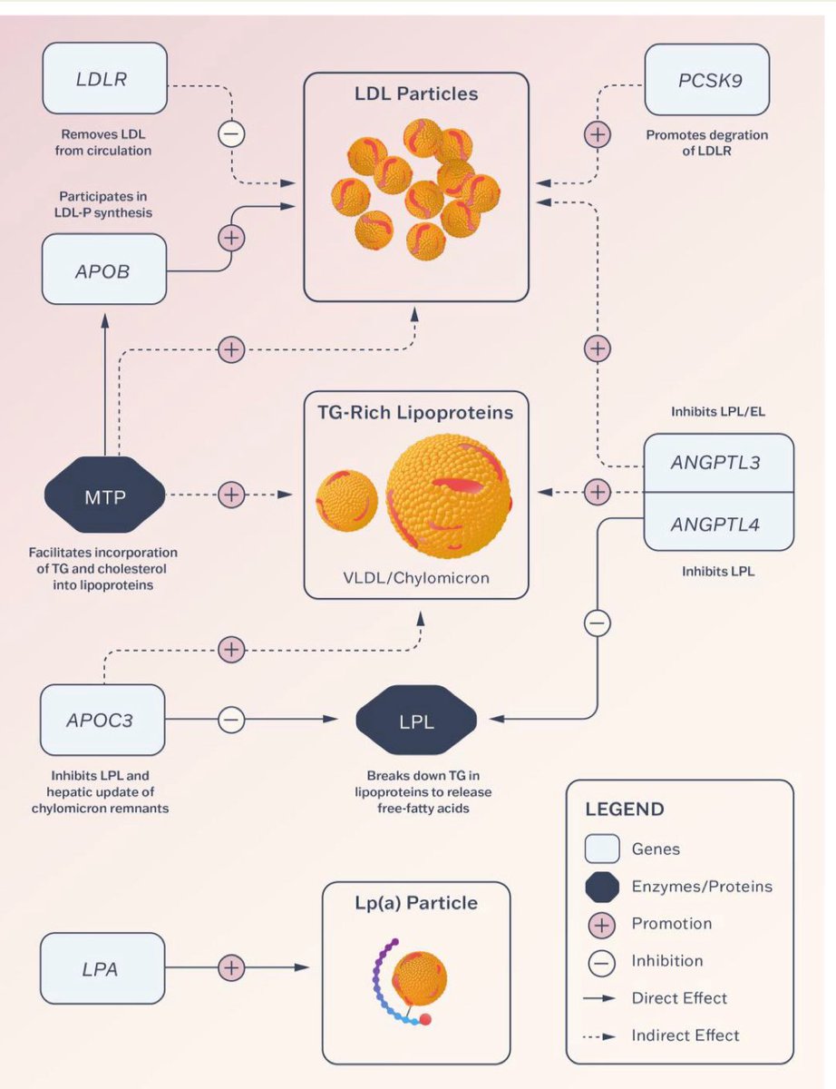 ☝️A must read article 

“Gene therapy and genome editing for lipoprotein disorders” provides a comprehensive and timely overview of how advances in genetic medicine—including AAV gene addition, CRISPR editing, and RNA-based strategies—are reshaping the prevention and management