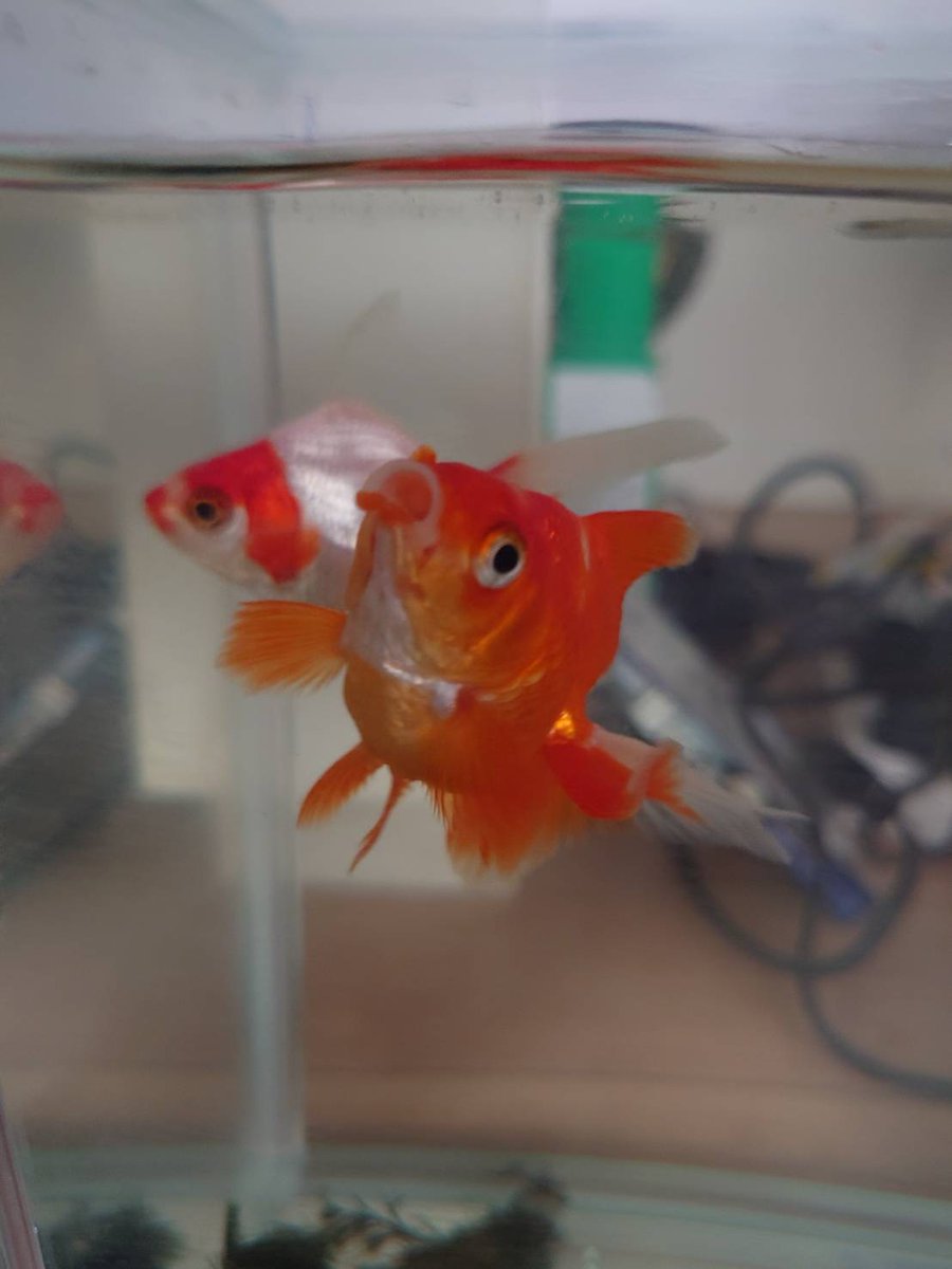 あなたコイキングだったんですか？