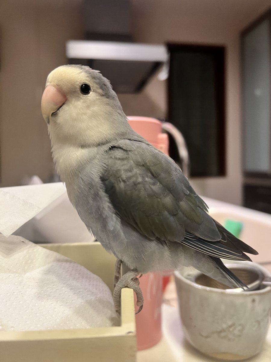 TSUBASA6077's tweet photo. 【拡散希望】
コザクラインコの迷子情報です

場所：千葉県柏市豊平町
日時：2025/09/15 朝方
名前：ポポちゃん
特徴：よく泣きよく飛びます。濃い青色とグレー。顔は白。

情報お持ちの方、下記までご連絡を
kenshin0101kenshin@gmail.com
情報拡散のご協力お願いします https://t.co/BAkc94L3fX