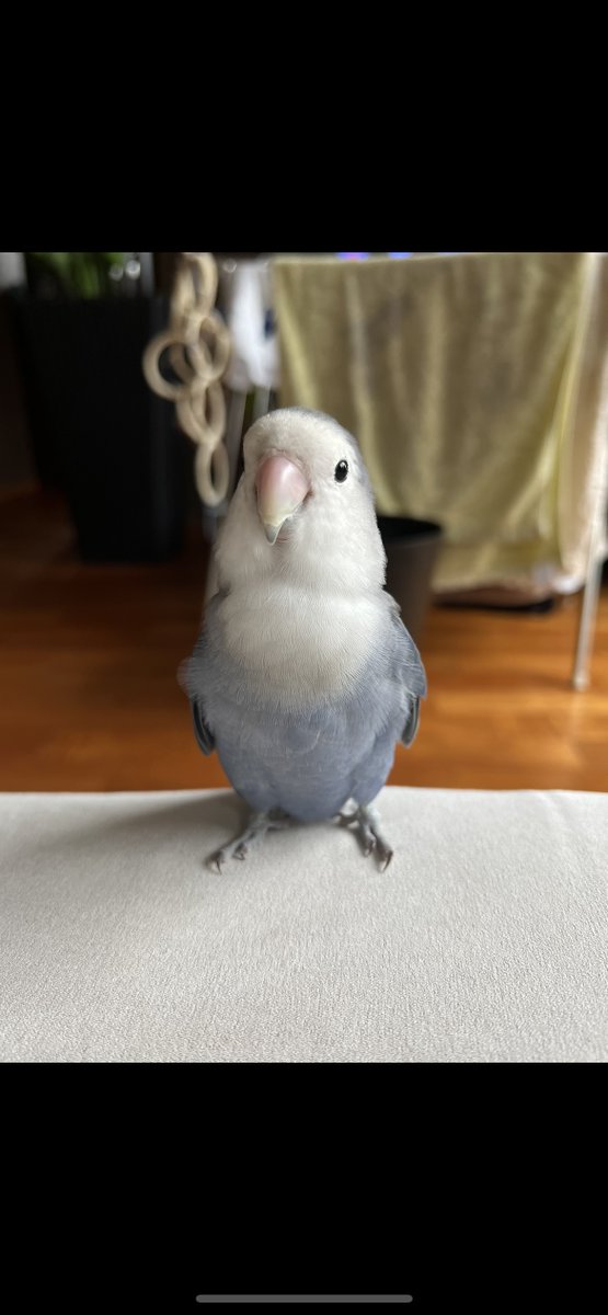 【拡散希望】
コザクラインコの迷子情報です

場所：千葉県柏市豊平町
日時：2025/09/15 朝方
名前：ポポちゃん
特徴：よく泣きよく飛びます。濃い青色とグレー。顔は白。

情報お持ちの方、下記までご連絡を
kenshin0101kenshin@gmail.com
情報拡散のご協力お願いします