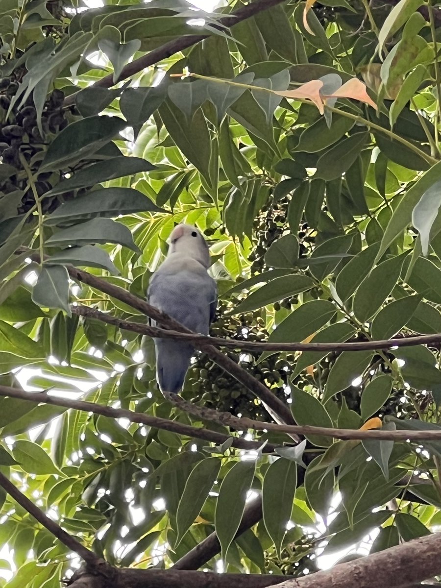 TSUBASA6077's tweet photo. 【拡散希望】
コザクラインコの迷子情報です

場所：千葉県柏市豊平町
日時：2025/09/15 朝方
名前：ポポちゃん
特徴：よく泣きよく飛びます。濃い青色とグレー。顔は白。

情報お持ちの方、下記までご連絡を
kenshin0101kenshin@gmail.com
情報拡散のご協力お願いします https://t.co/BAkc94L3fX