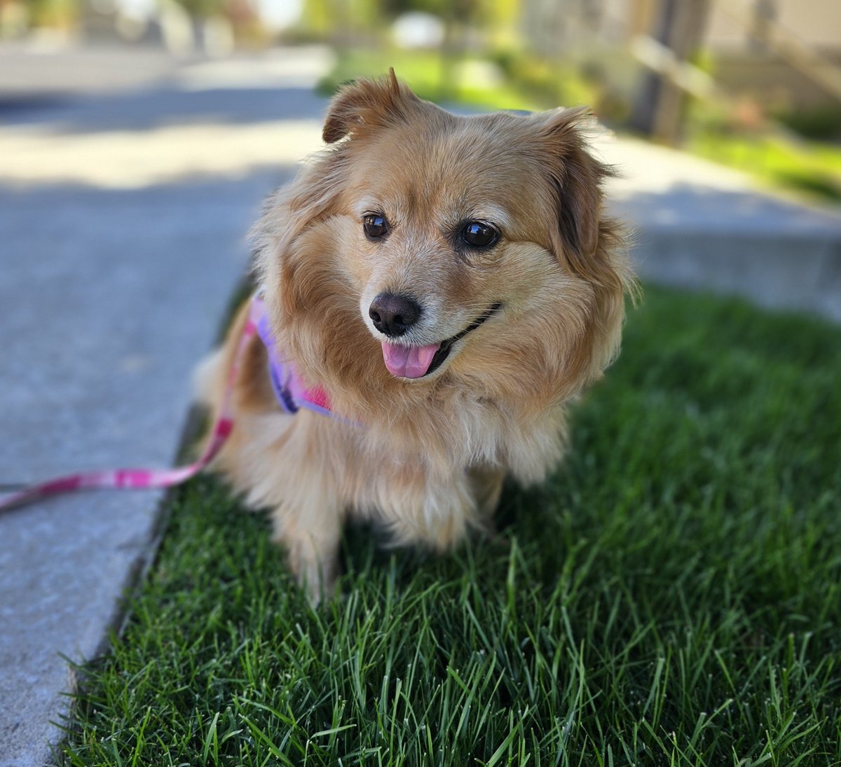 "A tired dog is a happy dog 🐾❣️
Thanks to a good, long walk "

#happydog #dogs #DogLovers
#haveaniceday