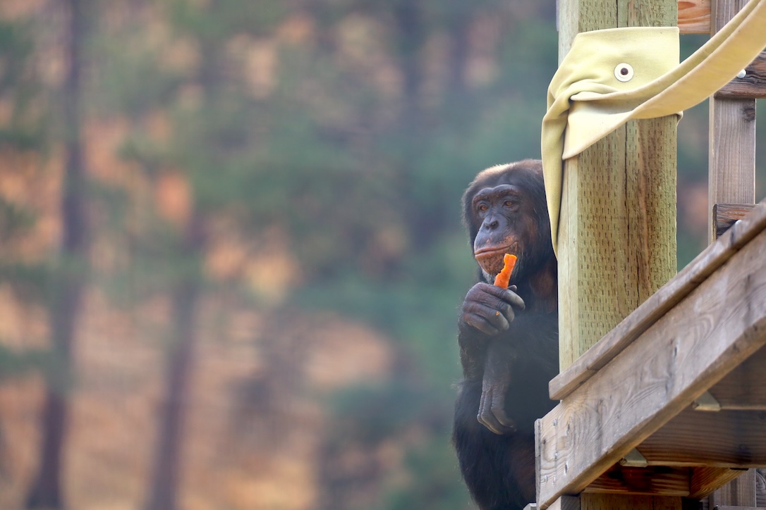 Never Throw a Carrot at the USDA Inspector -  chimpsnw.org/2025/09/never-…